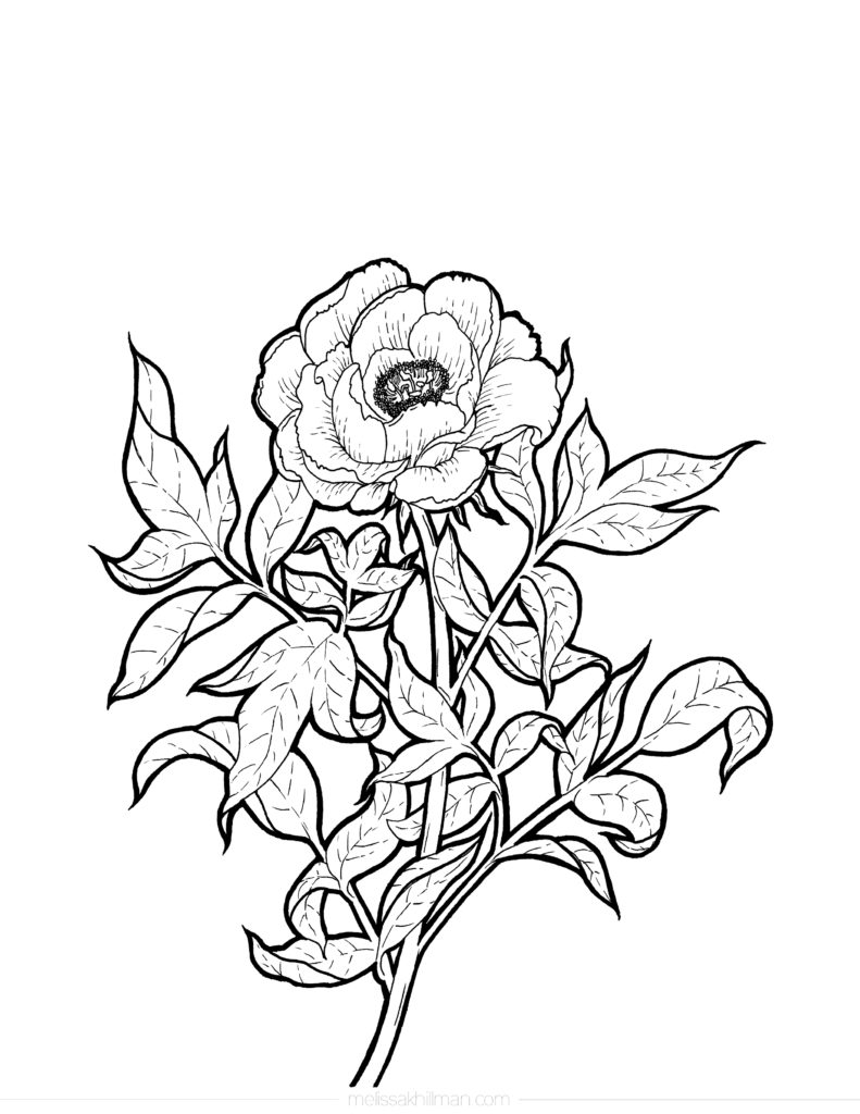 “Peony” Coloring Page