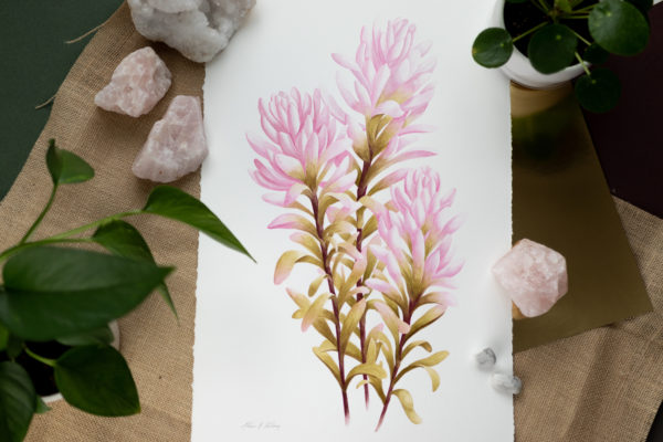 Pink Indian Paintbrush Fine Art Prints - Image 2
