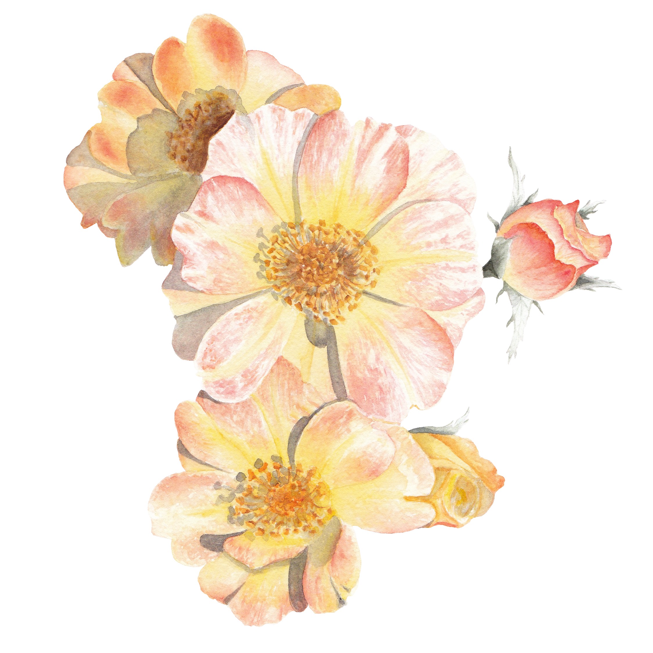 Garden Roses Fine Art Prints