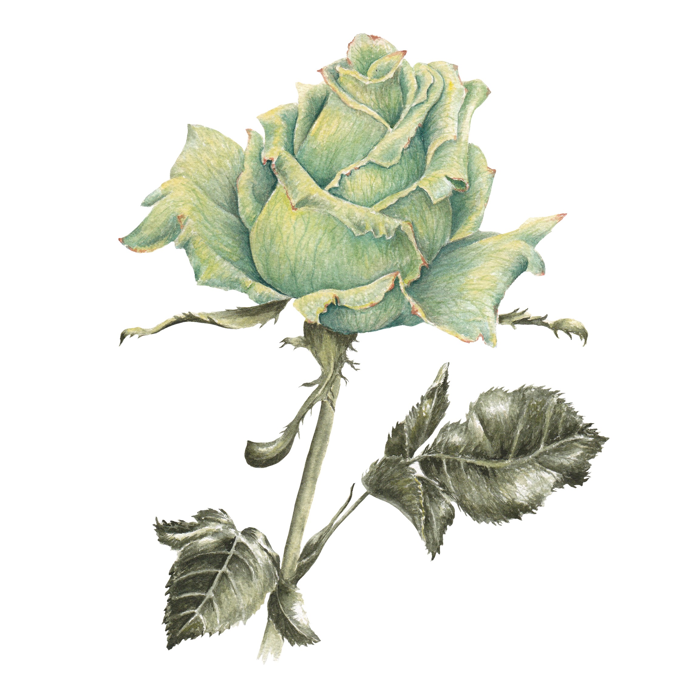 Jade Rose Fine Art Prints