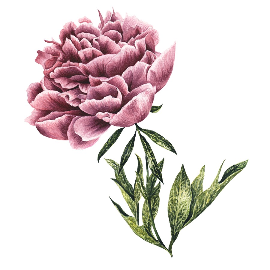 Mauve Peony Fine Art Prints