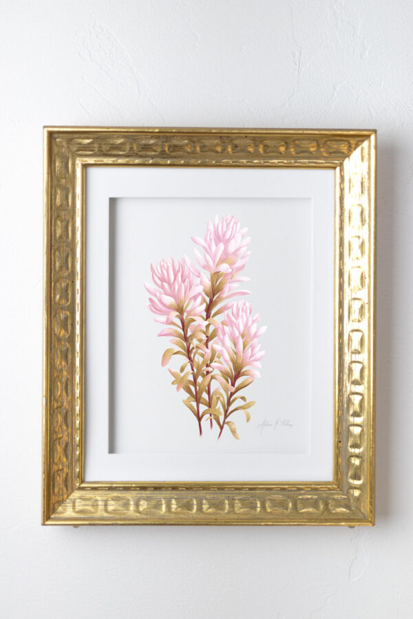 Pink Indian Paintbrush Fine Art Prints