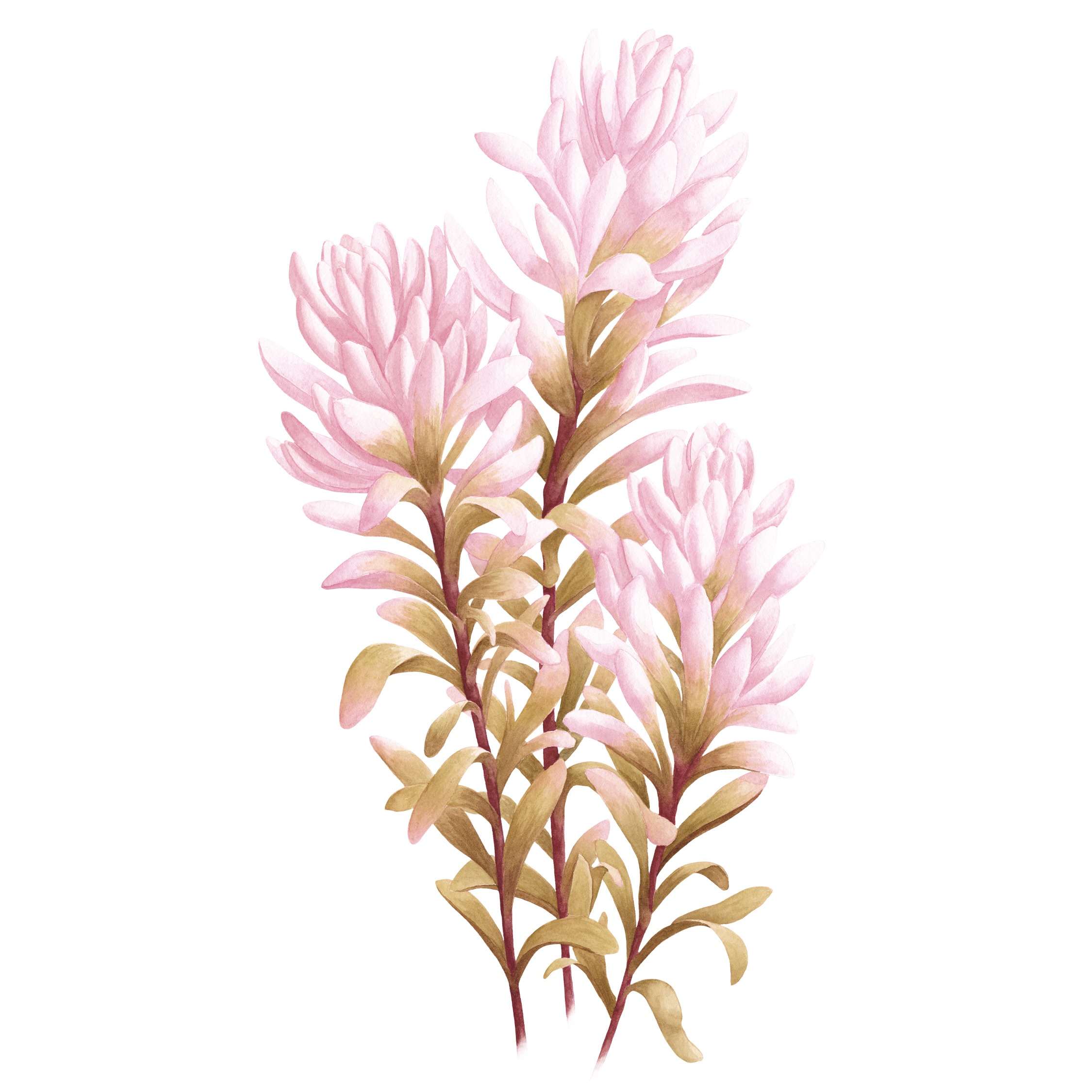 Pink Indian Paintbrush Fine Art Prints