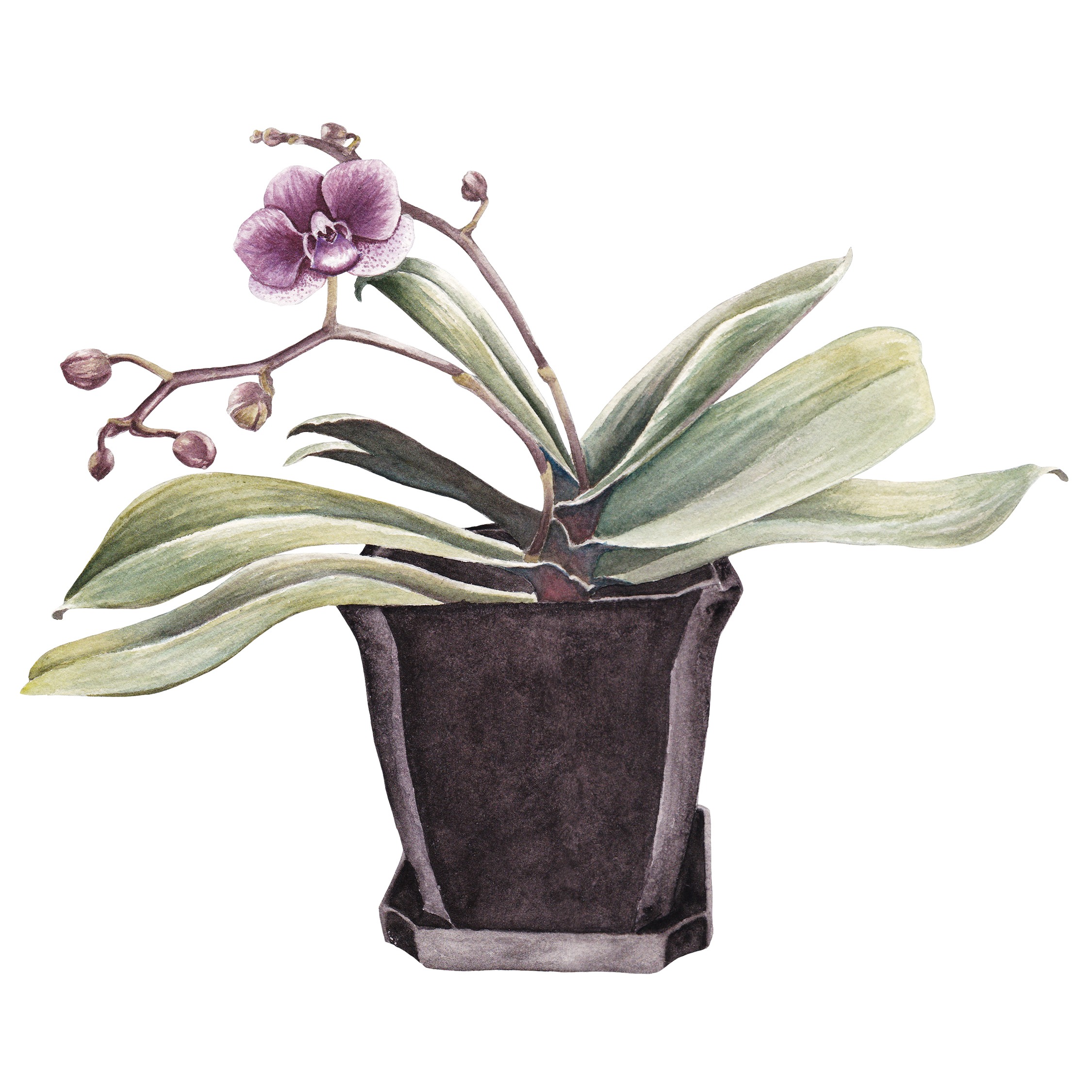 Purple Orchid Bloom Fine Art Prints