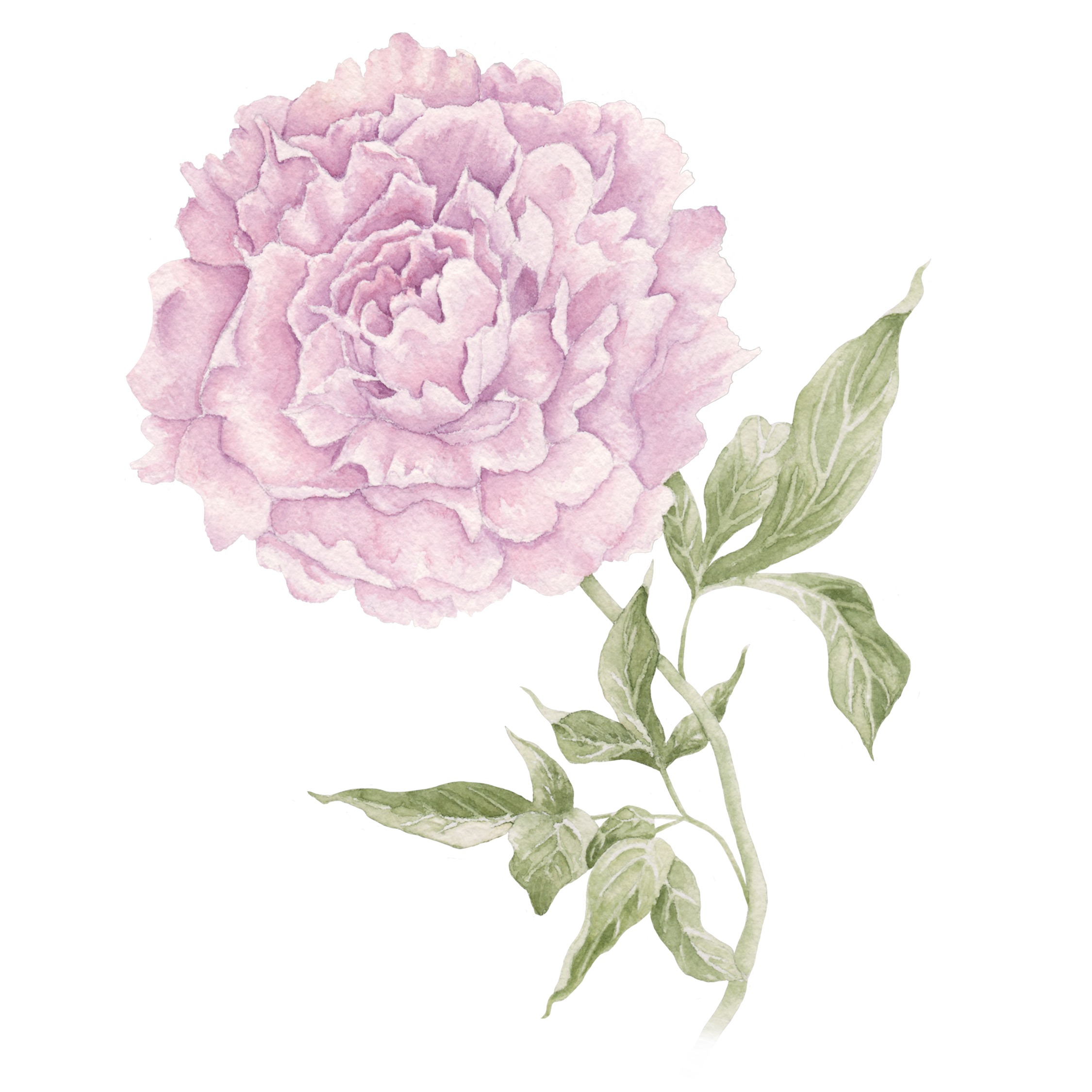 Purple Peony Fine Art Prints