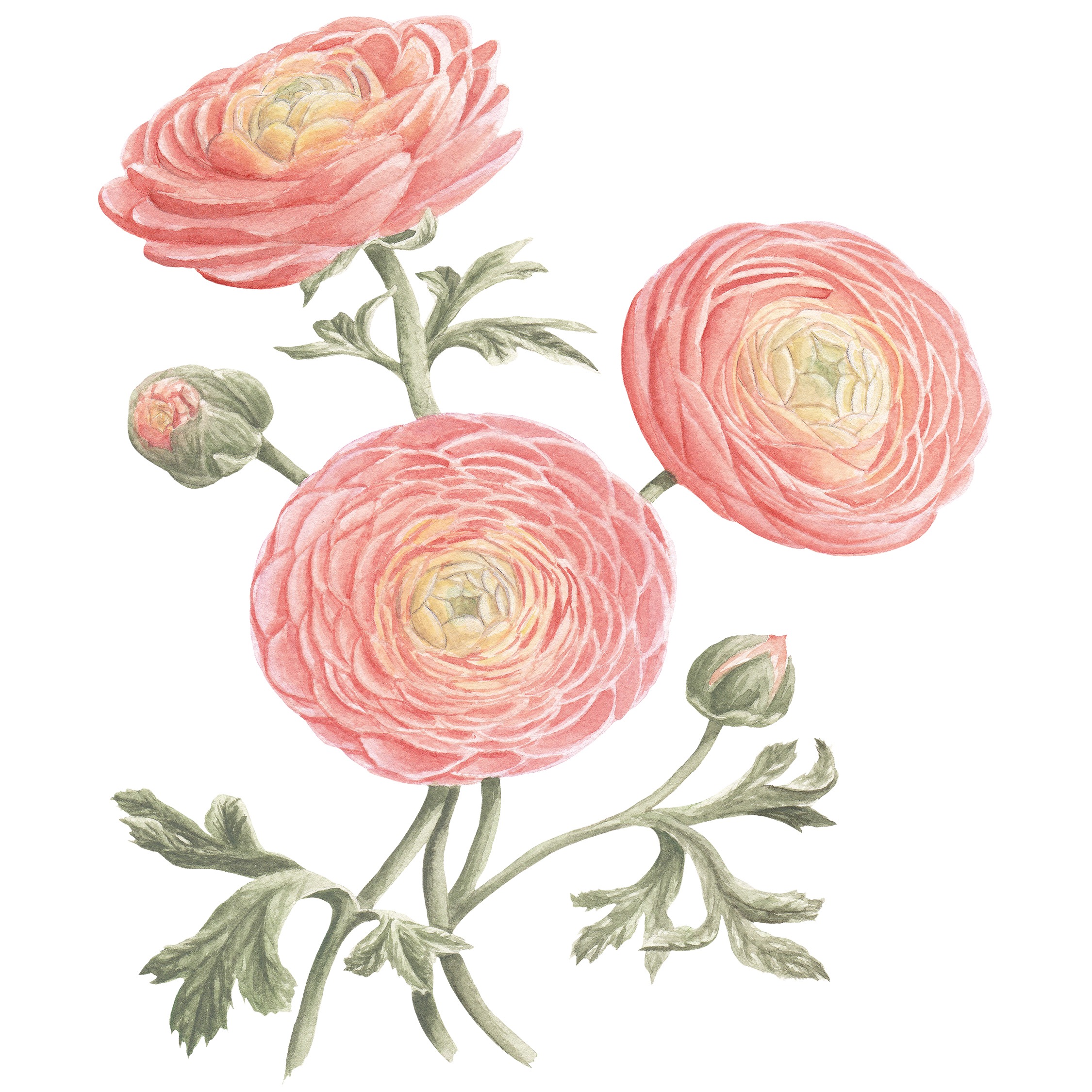 Ranunculus Fine Art Prints