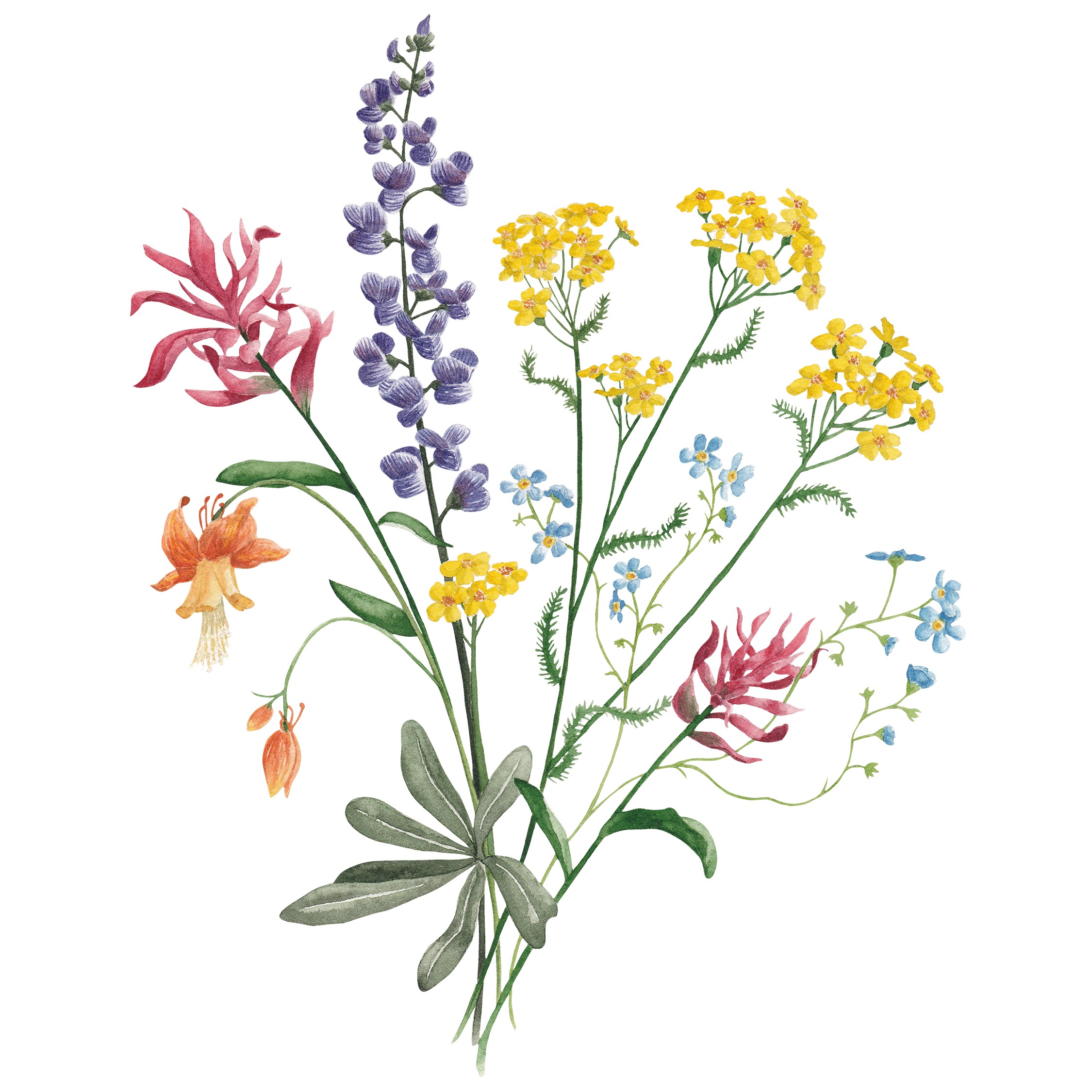 Wildflowers Fine Art Prints