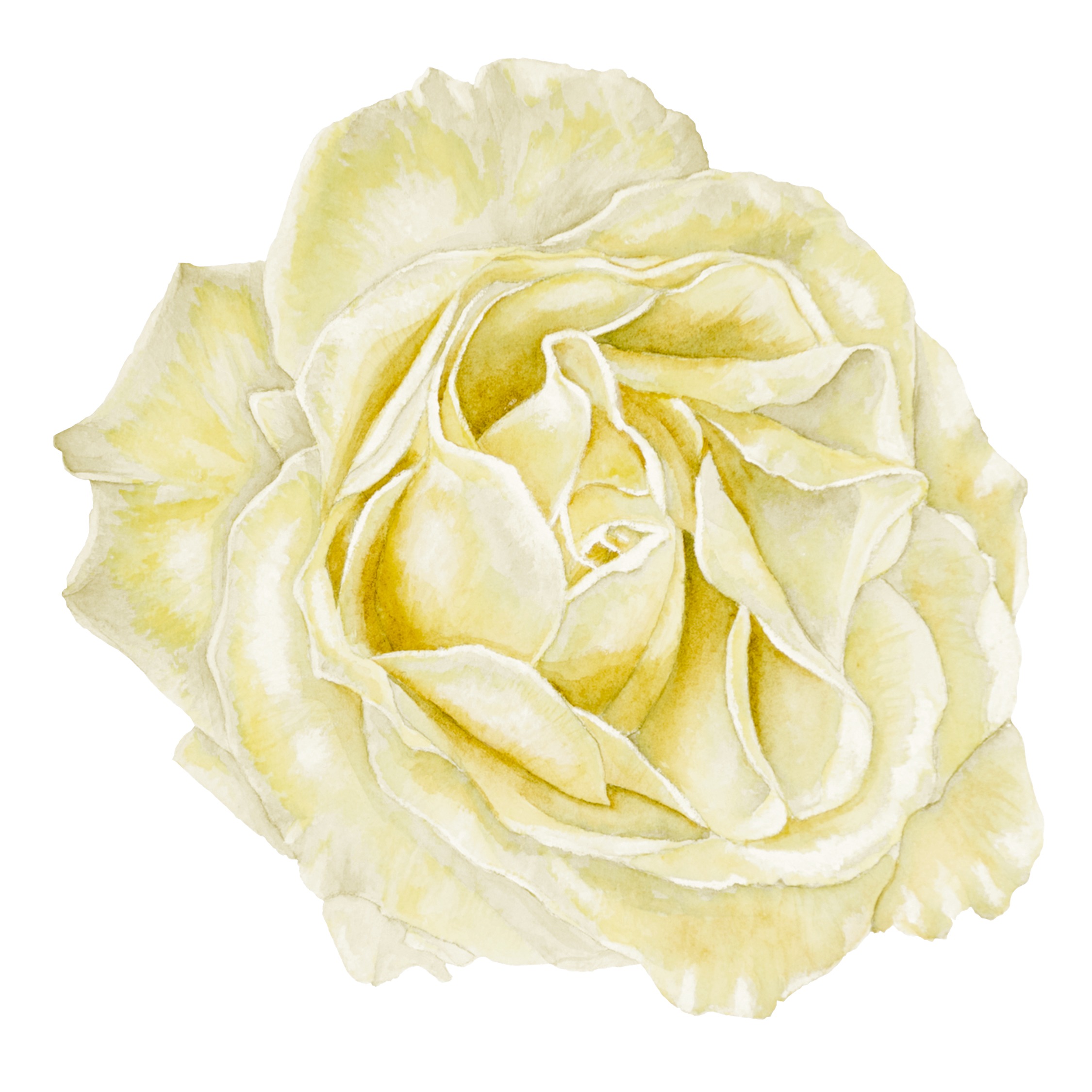 Yellow Rose Fine Art Prints