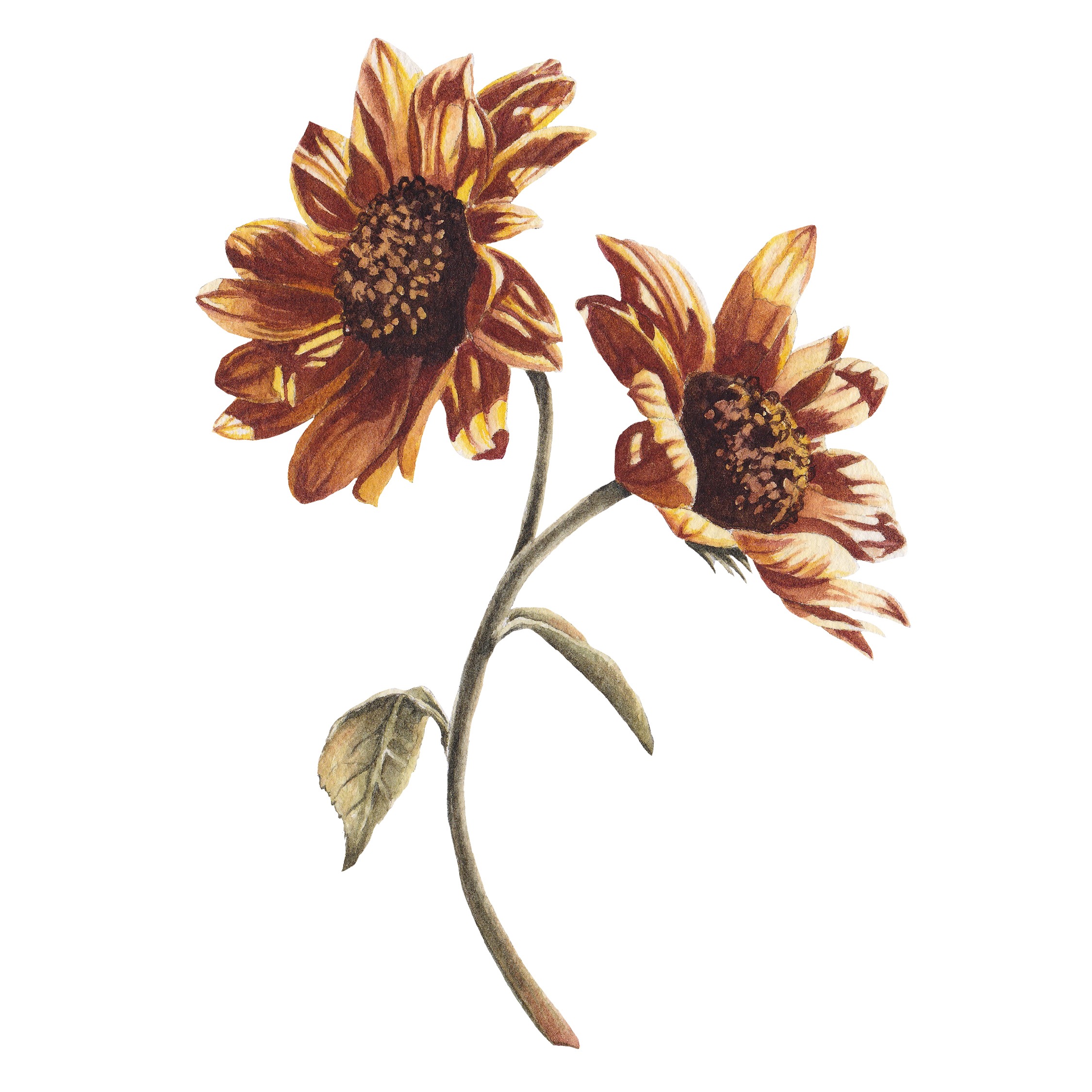 Golden Sunflower II Fine Art Prints