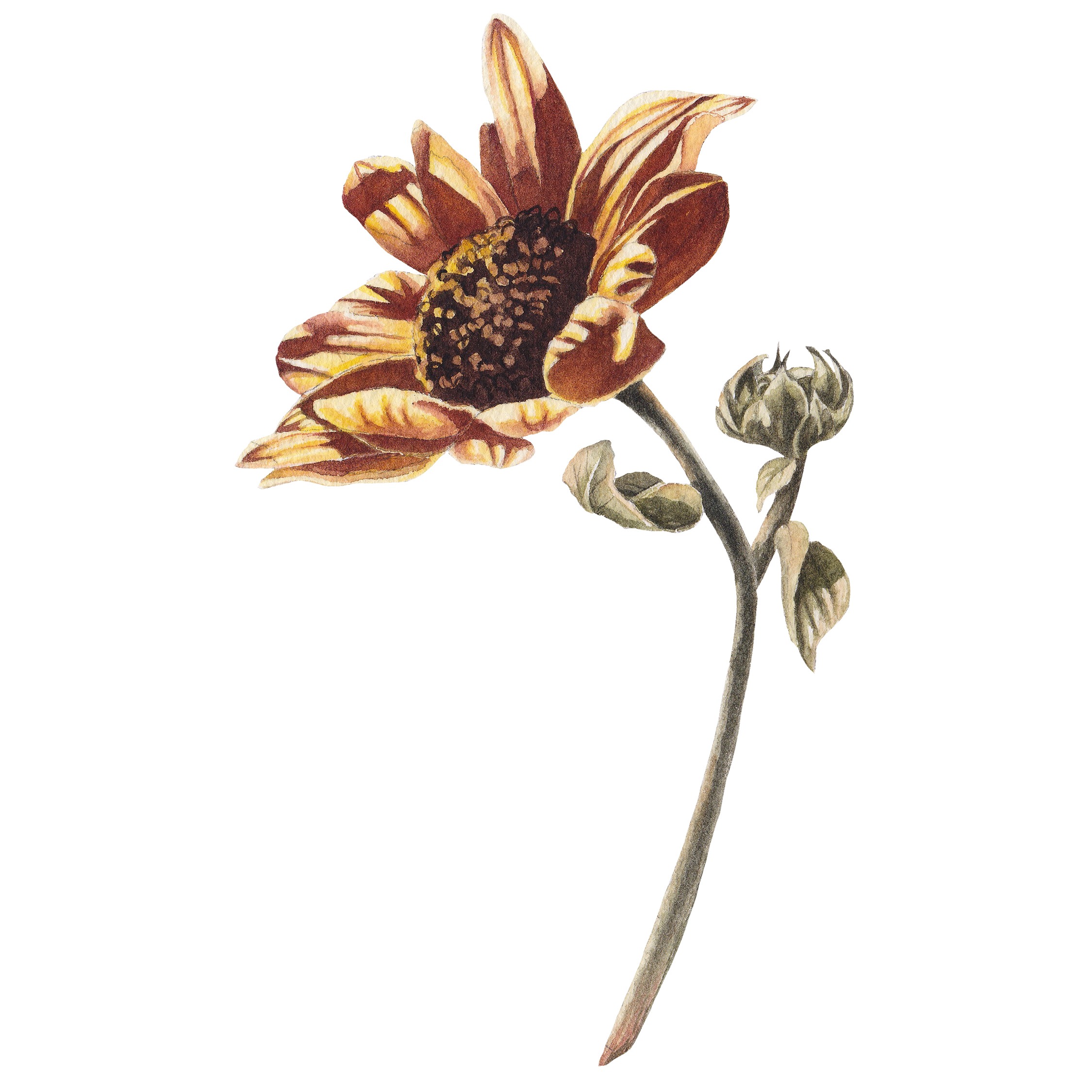 Golden Sunflower I Fine Art Prints