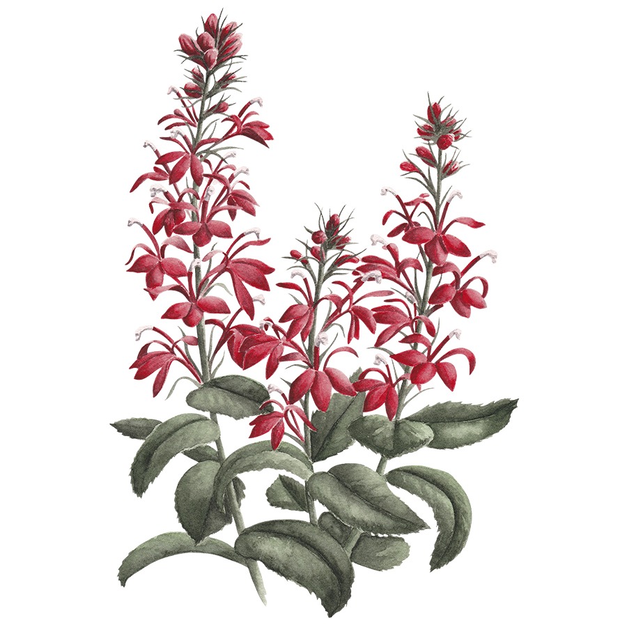 Cardinal Flower Fine Art Prints
