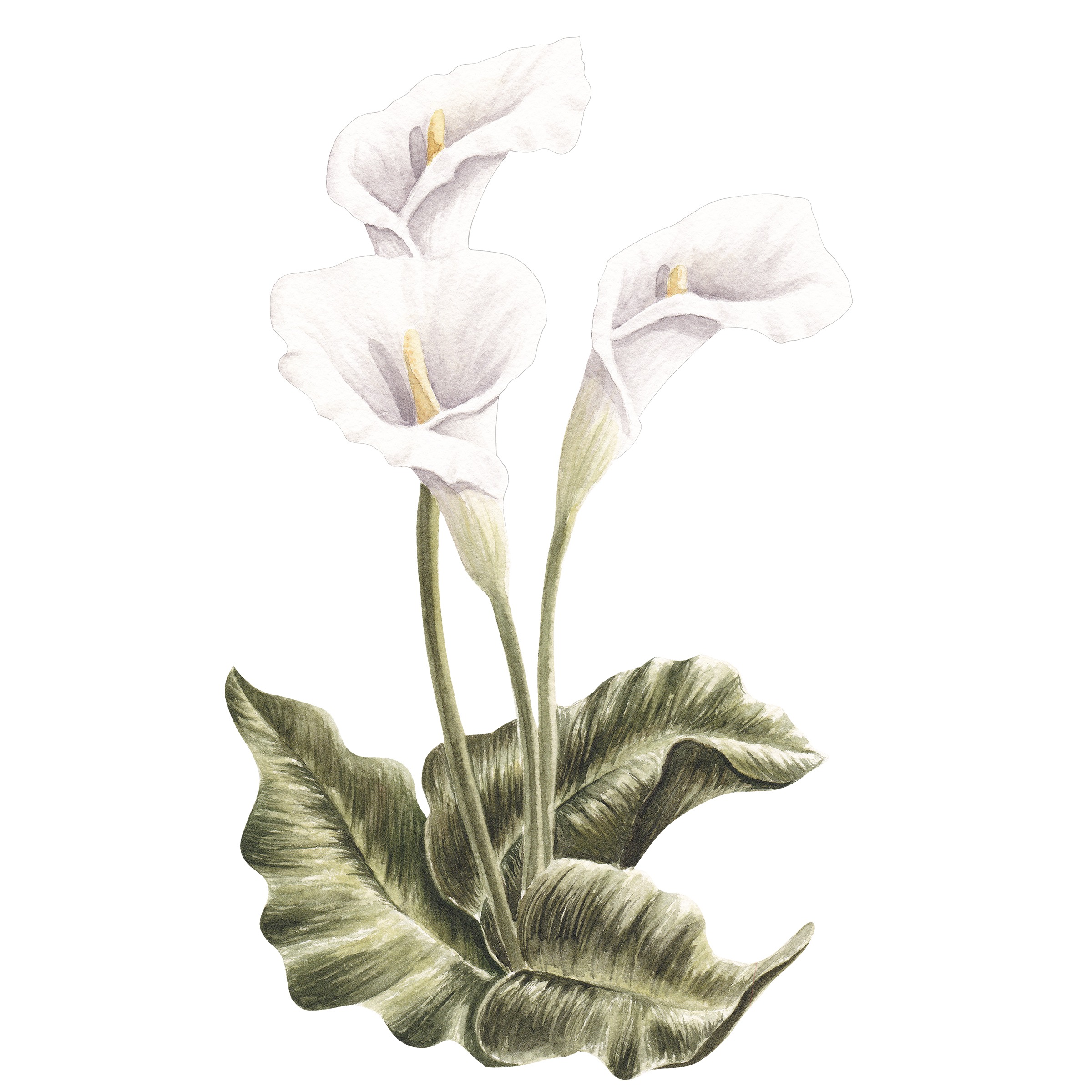 Cala Lily Fine Art Prints