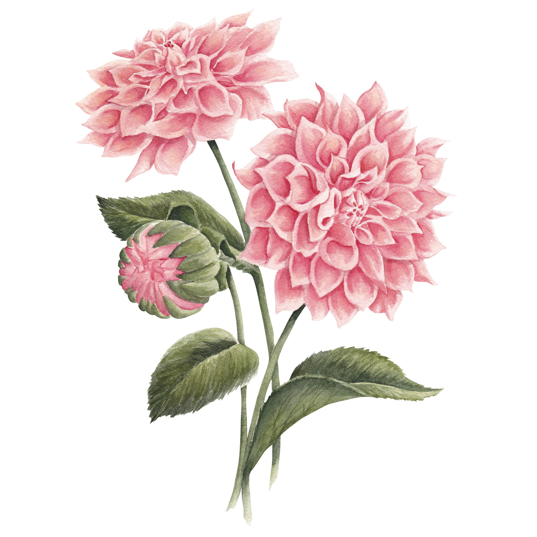 Pink Dahlia Fine Art Prints