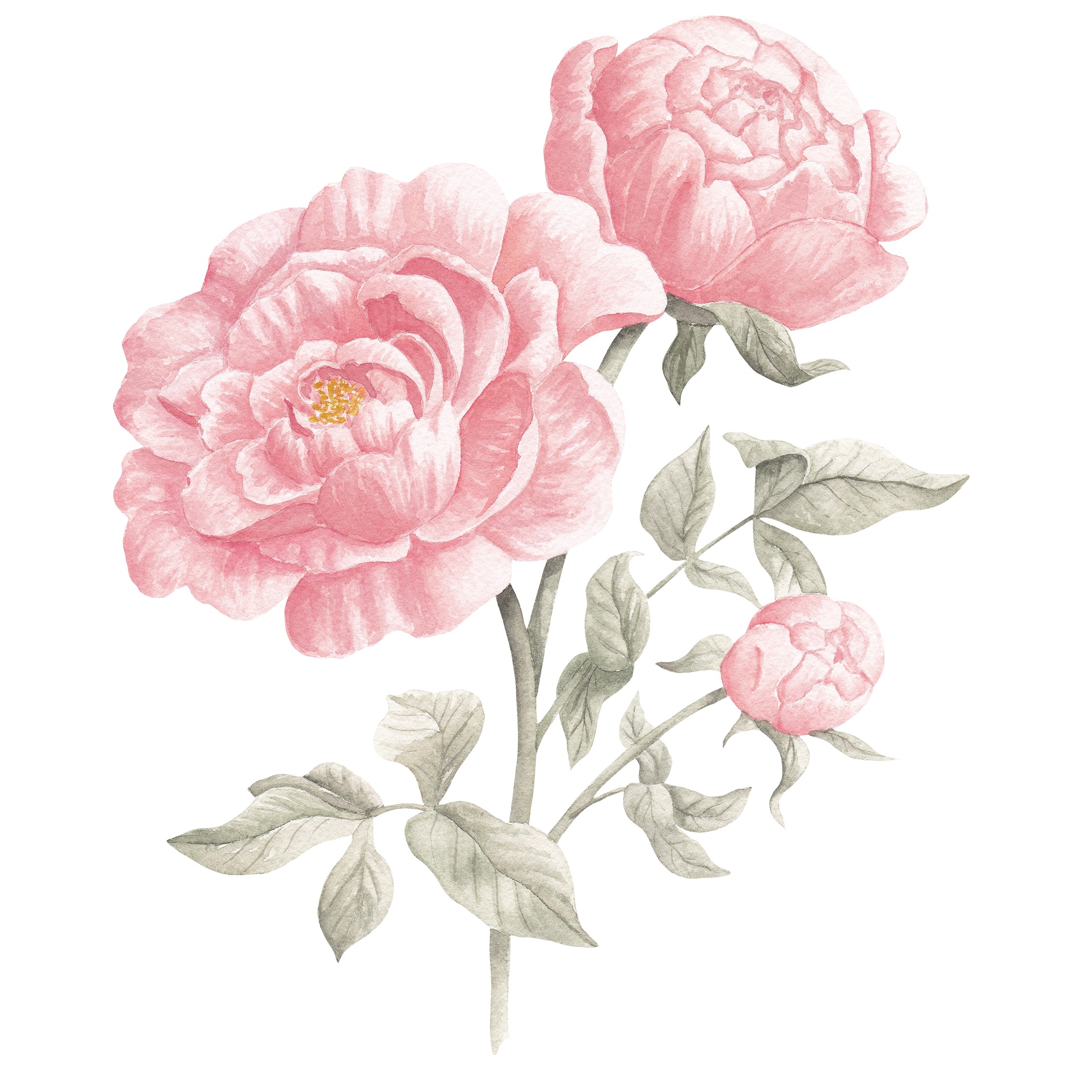 Pink Peony Fine Art Print