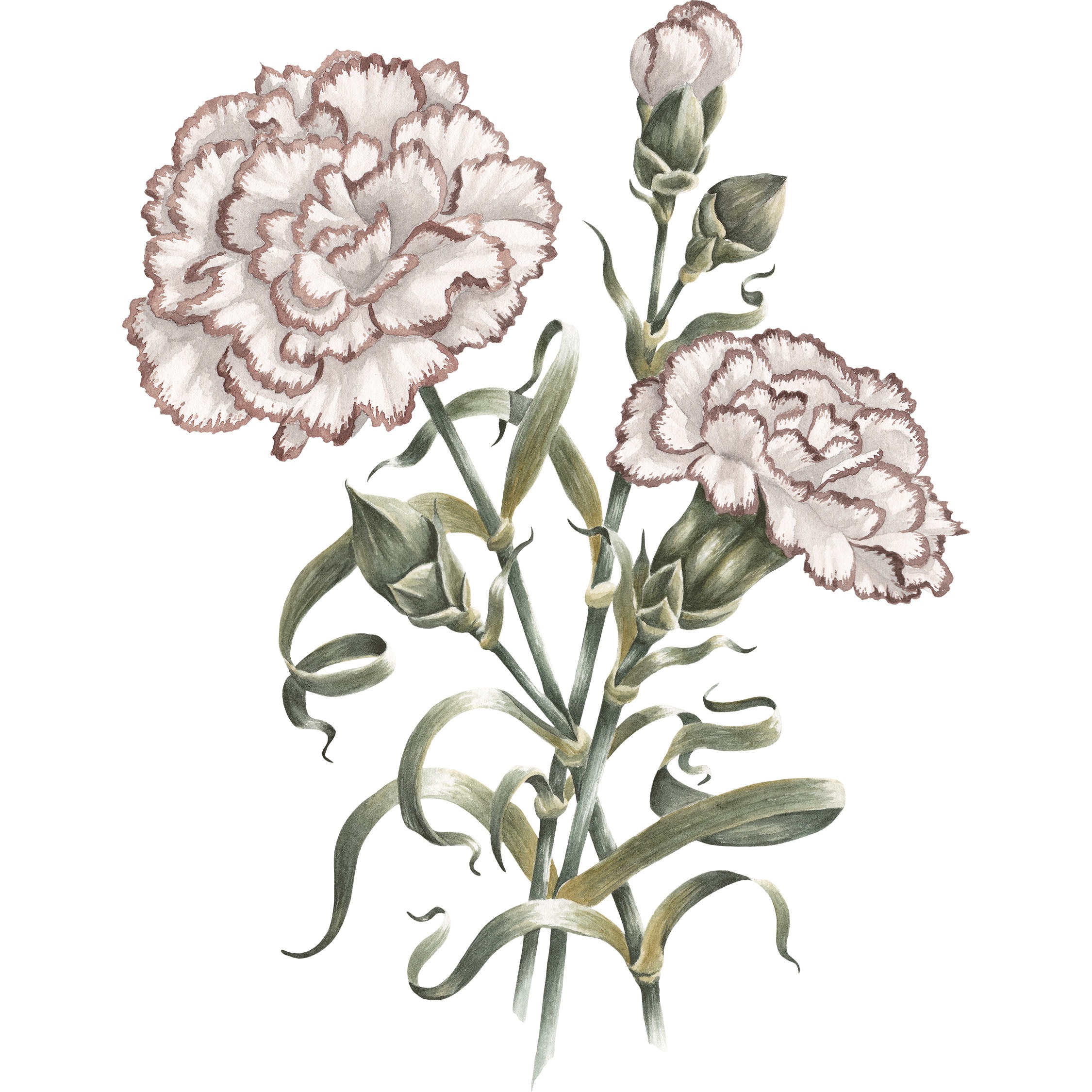 Carnation Fine Art Print