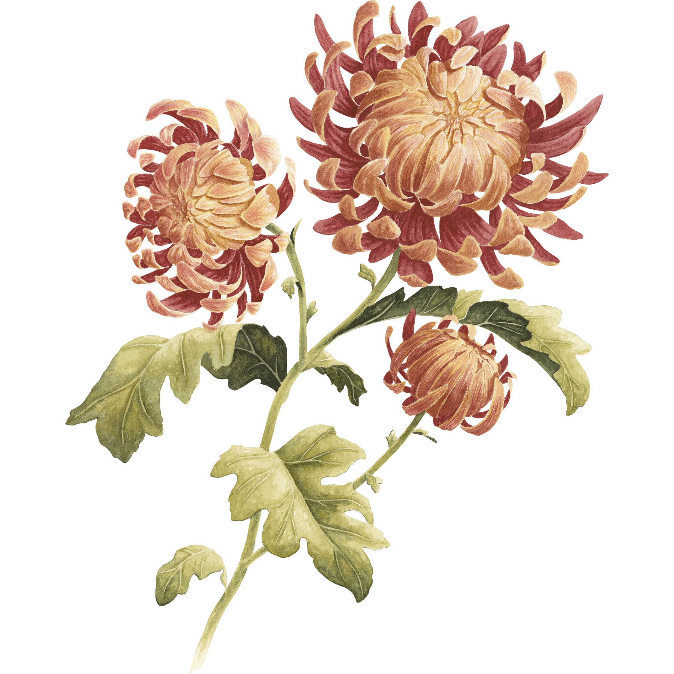 Chrysanthemum Fine Art Print