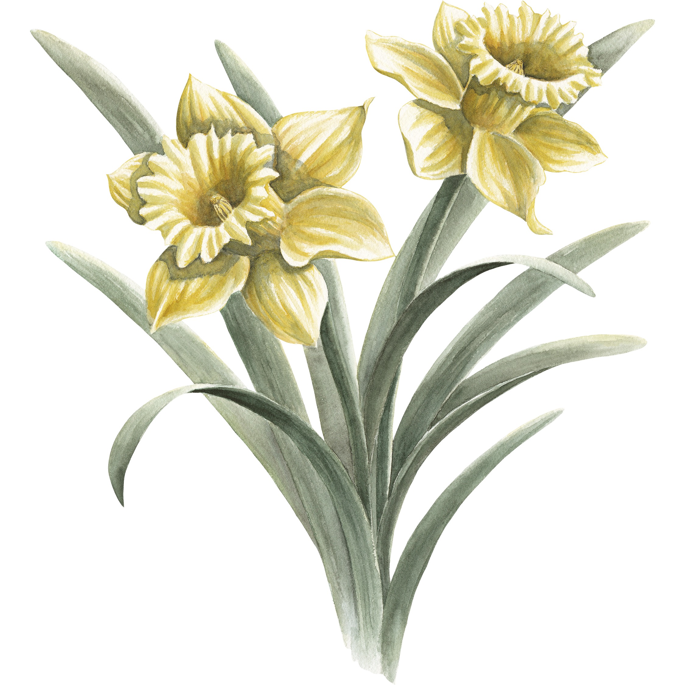 Daffodil Fine Art Print