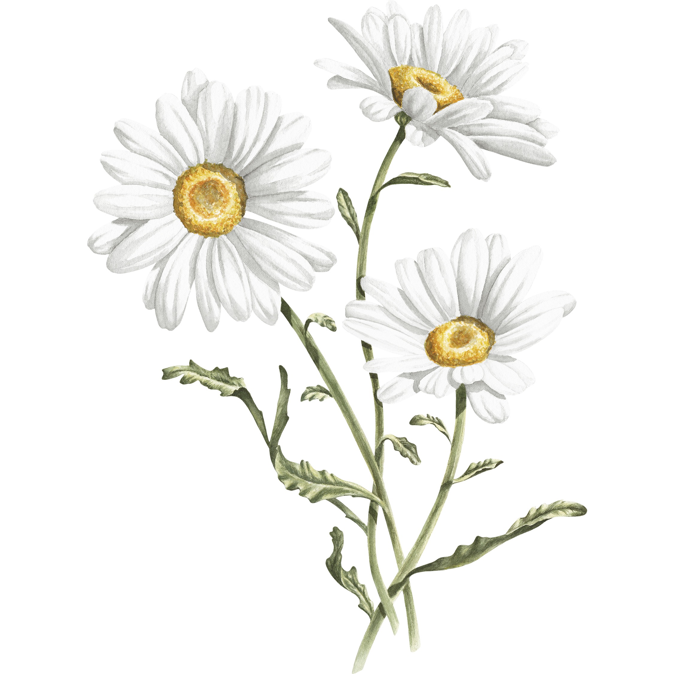 Daisy Fine Art Print