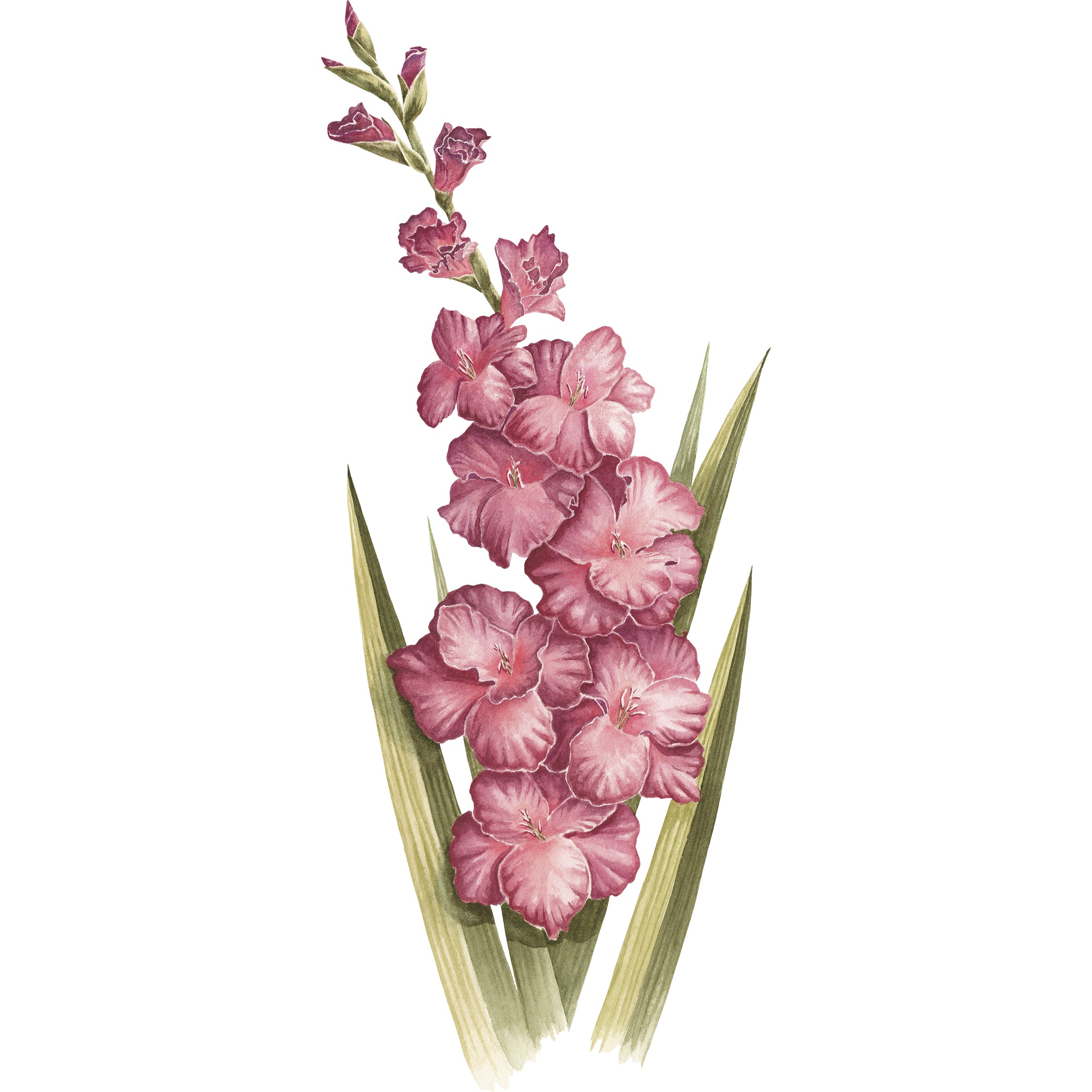 Gladiolus Fine Art Print