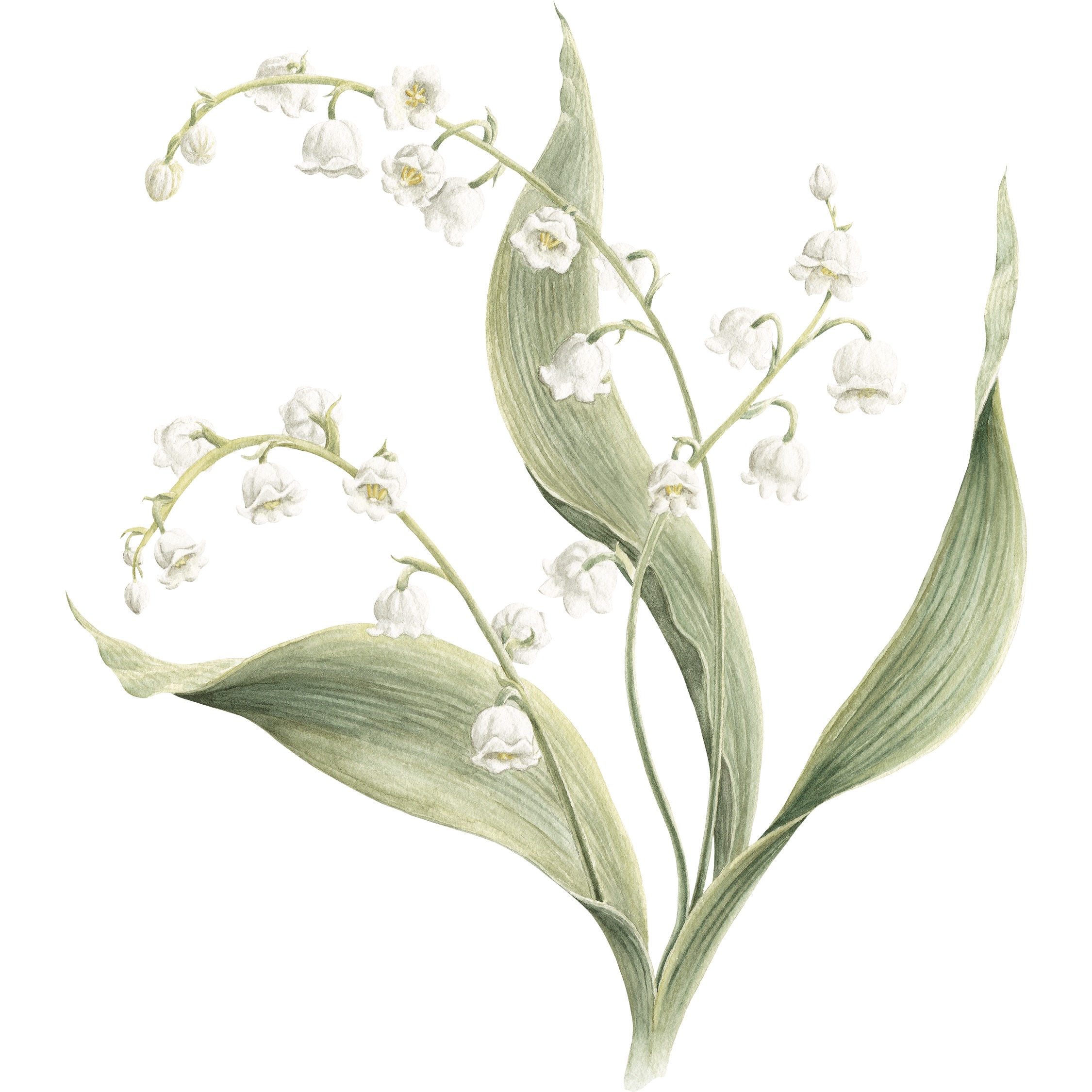 Lily of the Valley Fine Art Print