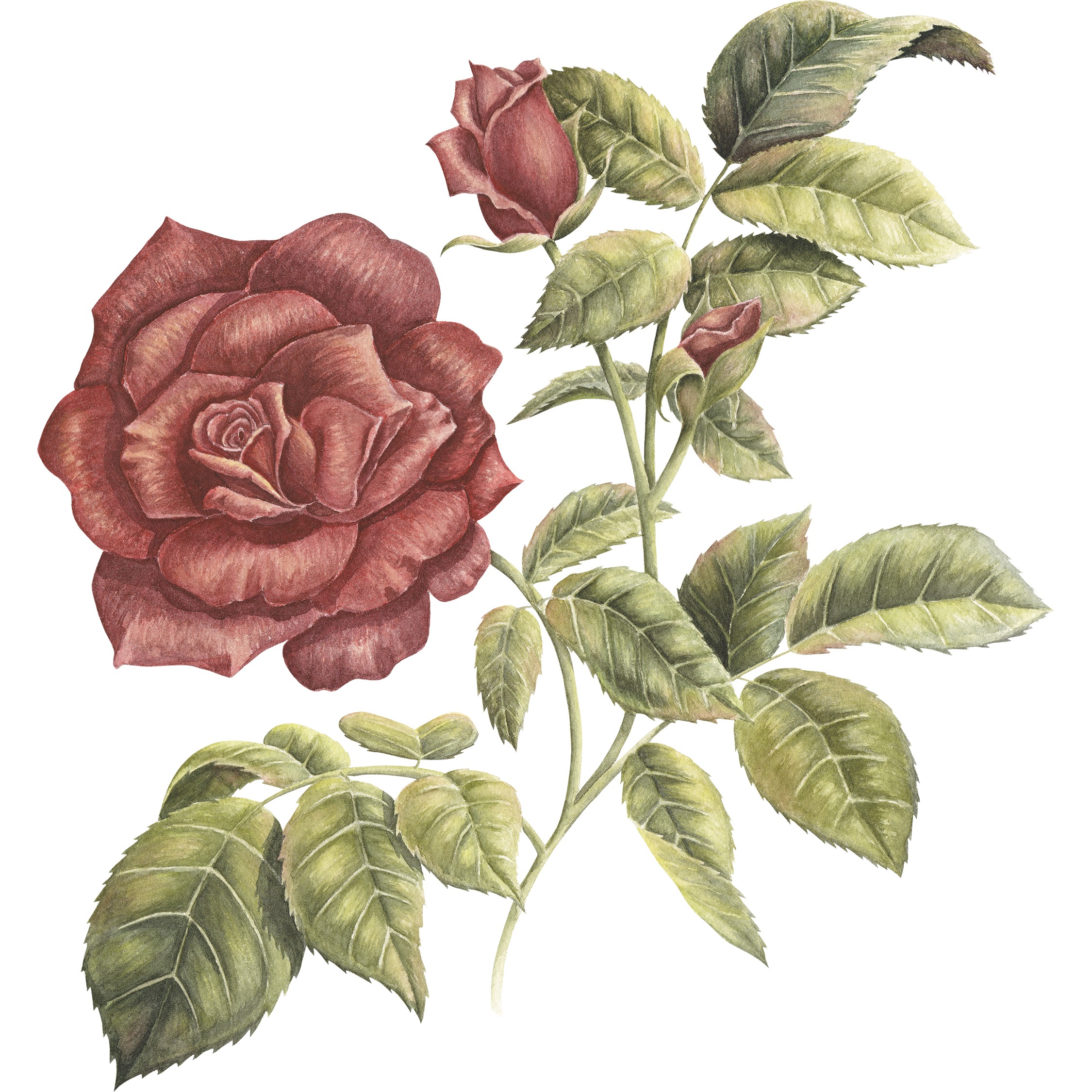 Rose Fine Art Print