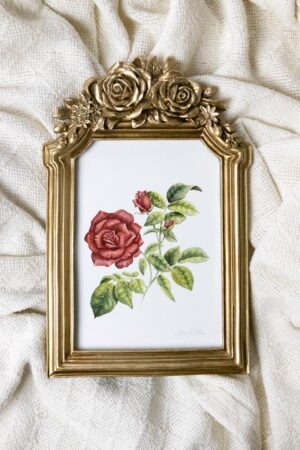 Rose Framed Fine Art Print