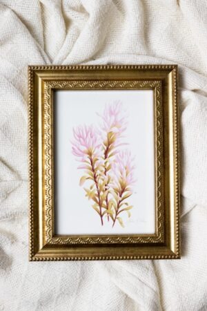 Indian Paintbrush Framed Fine Art Print
