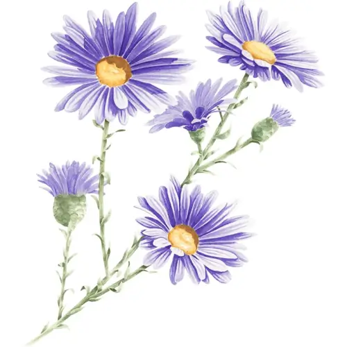 Aster Fine Art Print