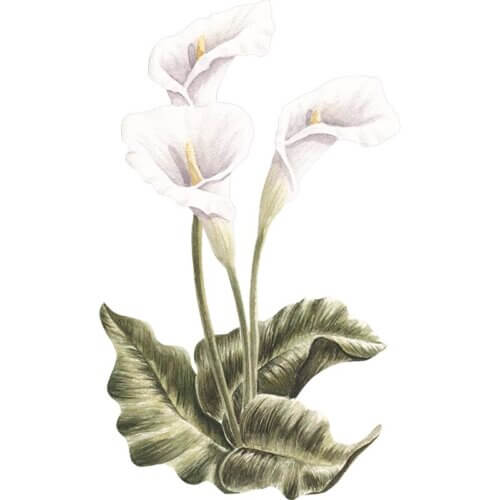 Cala Lily Fine Art Print