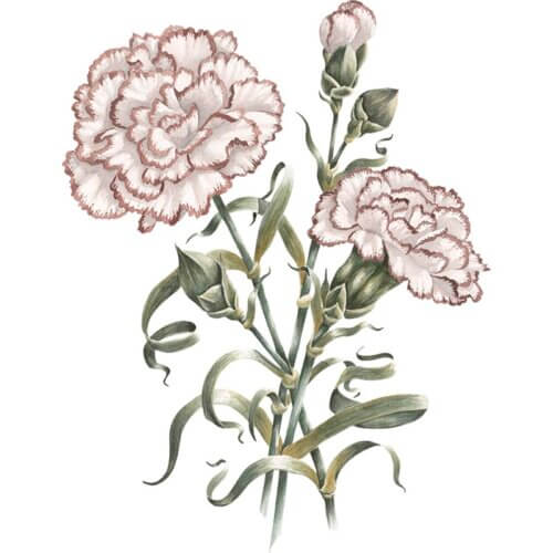 Carnation Fine Art Print