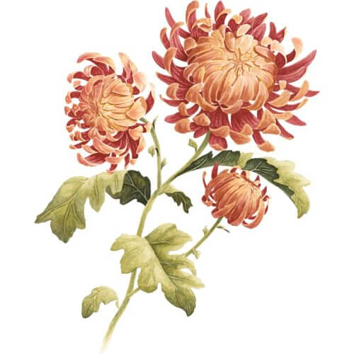 Chrysanthemum Fine Art Print