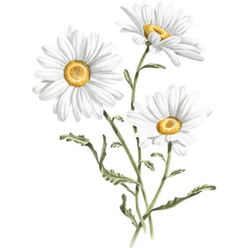 Daisy Fine Art Print