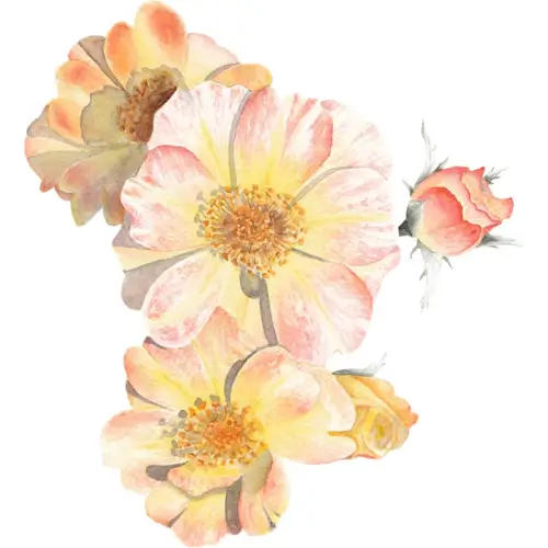 Garden Roses Fine Art Print
