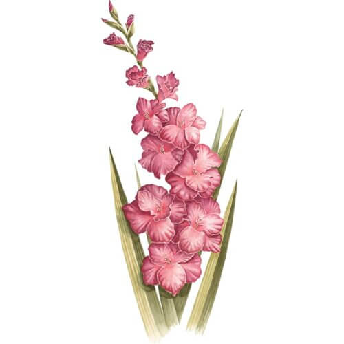 Gladiolus Fine Art Print