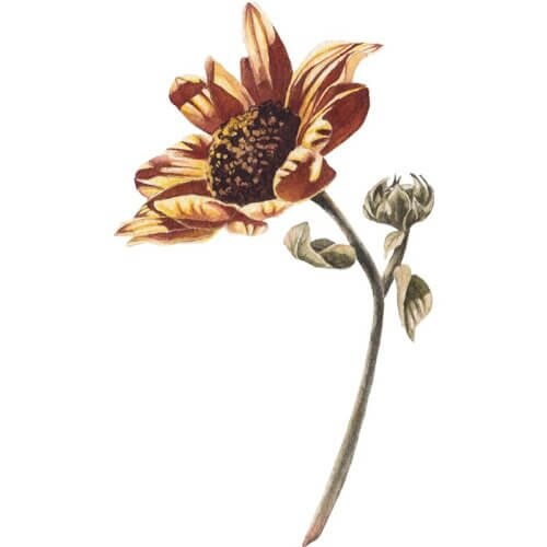 Gold Sunflower Fine Art Print