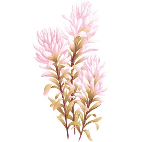 Indian Paintbrush Fine Art Print