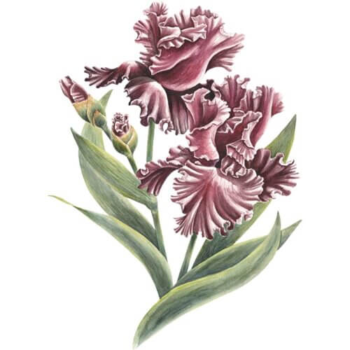 Iris Fine Art Print