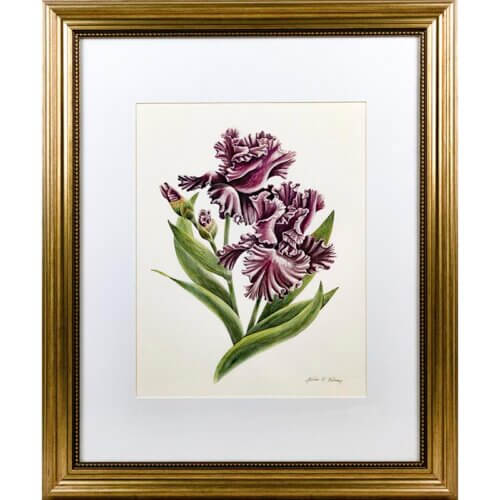 Iris Original Painting