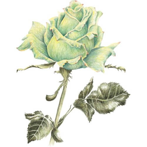 Jade Rose Fine Art Print