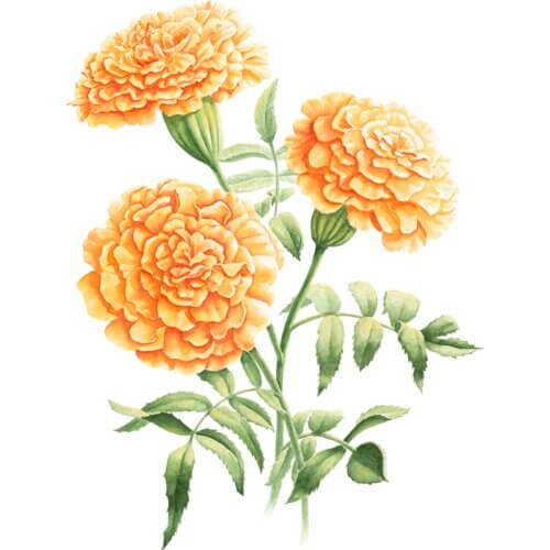 Marigold Fine Art Print