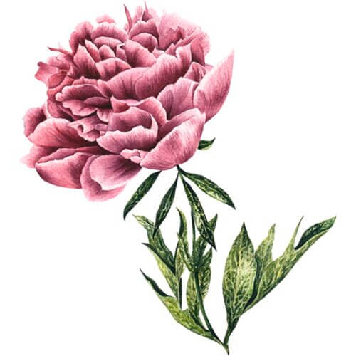 Mauve Peony Fine Art Print