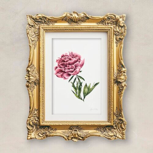 Mauve Peony Fine Art Print Framed