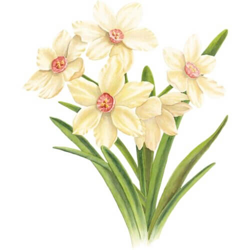Narcissus Fine Art Print
