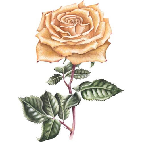 Orange Rose Fine Art Print