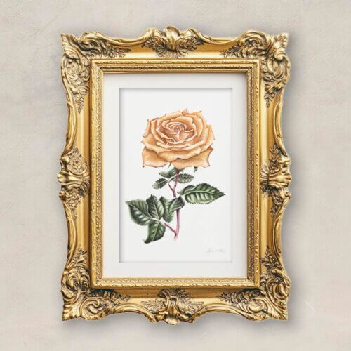 Orange Rose Fine Art Print Framed