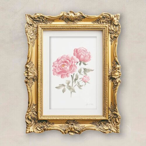 Pink Peony Fine Art Print Framed