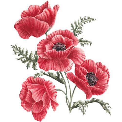 Poppy Fine Art Print