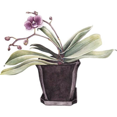 Purple Orchid Fine Art Print
